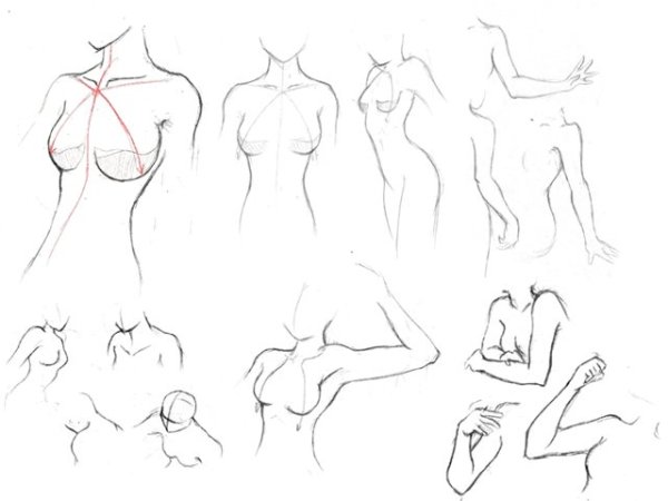 Туториалы по рисованию груди