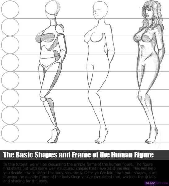 Пропорции девушки для рисования