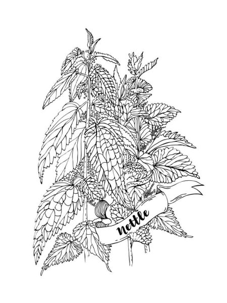 Крапива двудомная чб