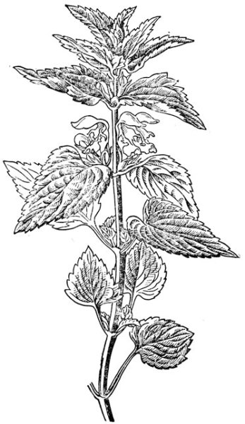 Мята перечная нарисовать