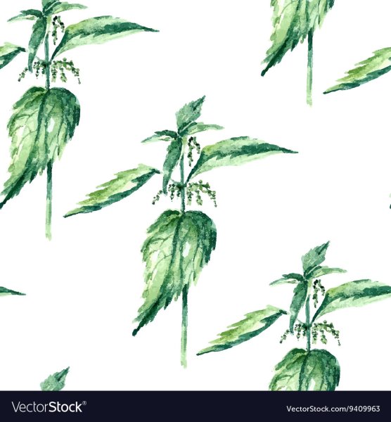 Цветки крапивы двудомной мужские и женские