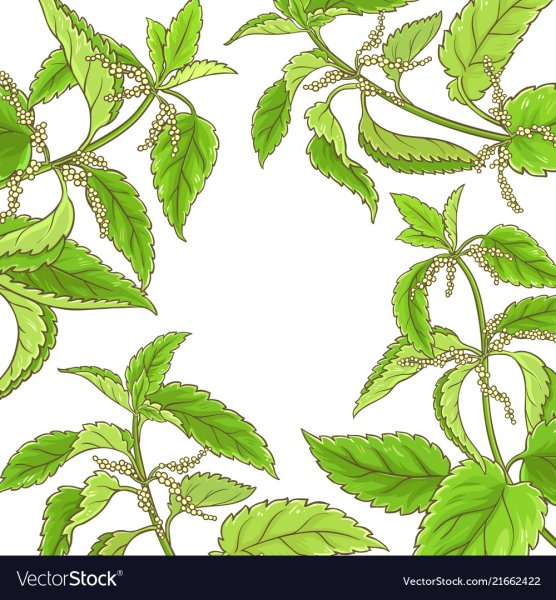 Крапива двудомная раскраска