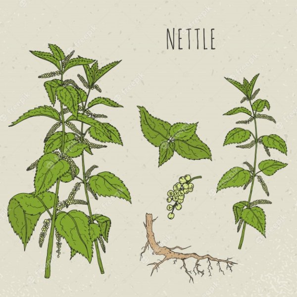 Крапива жгучая рисунок