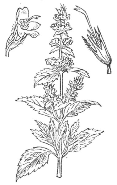 Крапива двудомная раскраска