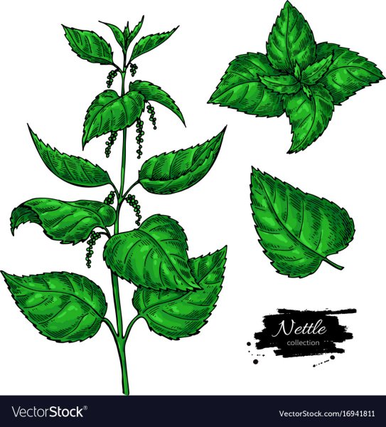 Крапива скетч