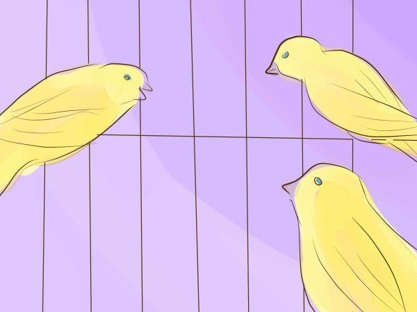 Канарейка рисунок карандашом