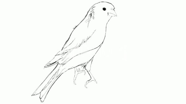 Канарейка карандашом