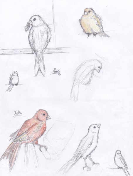 Лёгкие рисунки канарейки