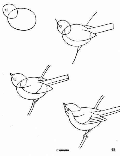 Этапы рисования птиц для детей