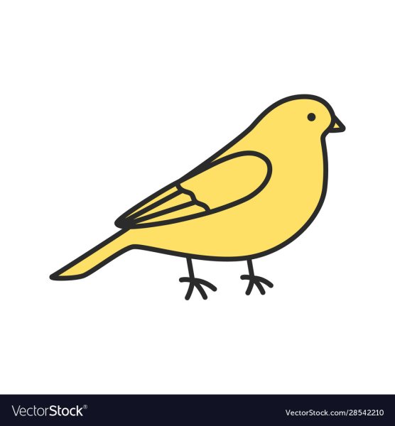 Кенарь рисунок карандашом