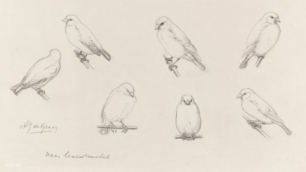 Канарейка мультяшная