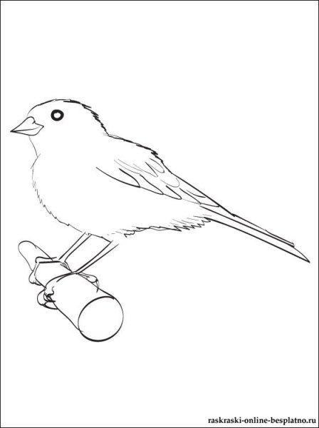 Бианки музыкальная канарейка