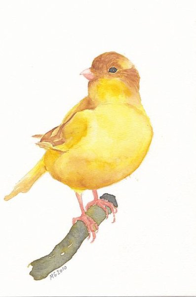 Музыкальная канарейка Бианки рисунки