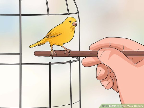 Канарейка раскраска