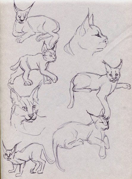 Каракал референс лайн