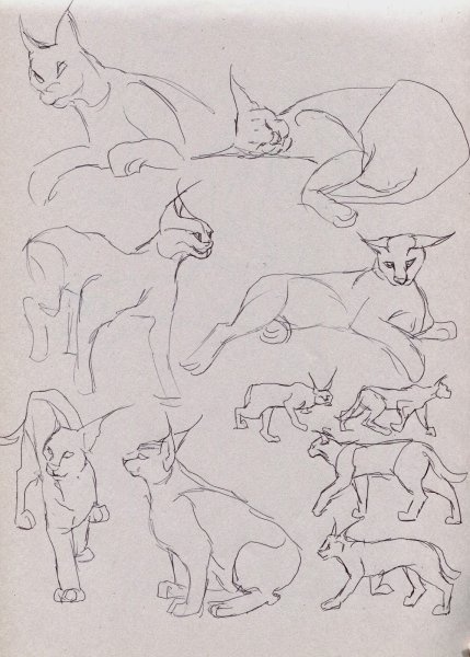 Каракал туториал