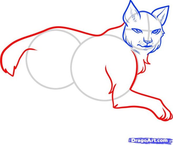 Пошаговое рисование рыси