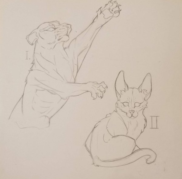 Легкрисунок каракала карандашом