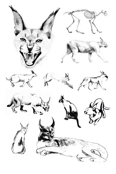 Каракал раскраска