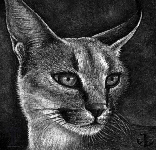 Каракал рисунок карандашом