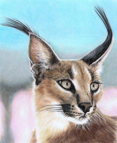 Кот каракал