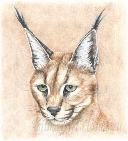 Кошачьих каракал