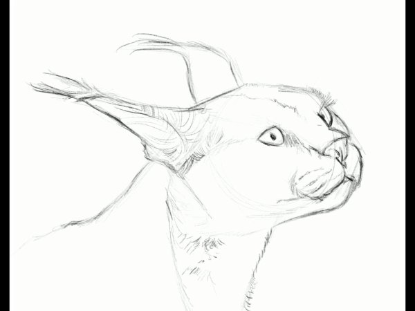 Раскраска шлёпа каракал