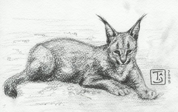 Каракал рисунок карандашом
