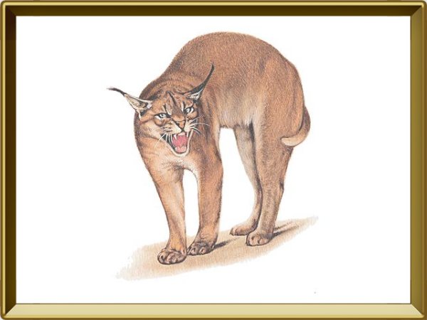 Каракал ареал обитания