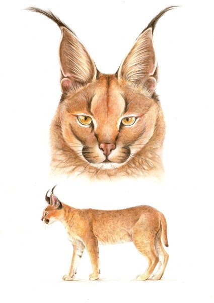 Каракал арт референс