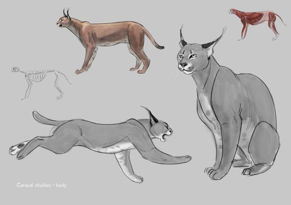 Манекен рыси для рисования