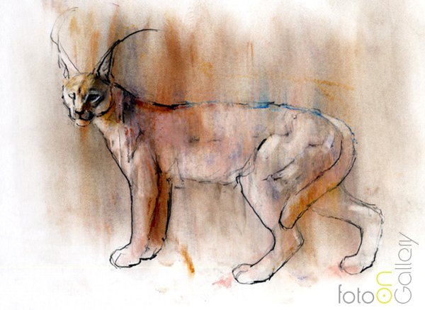 Каракал анатомия