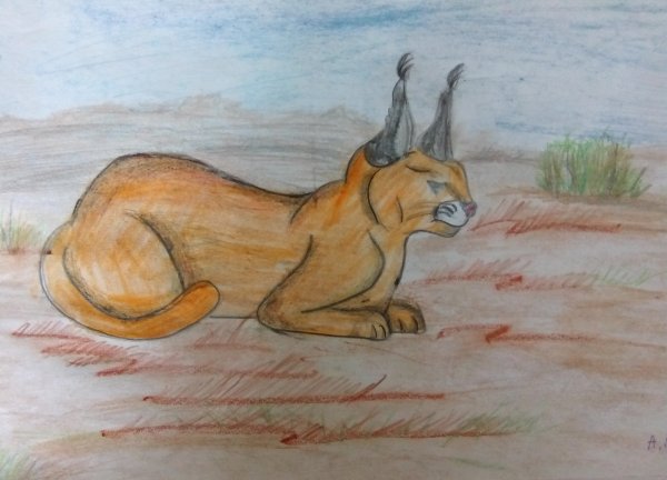 Каракал карандашом