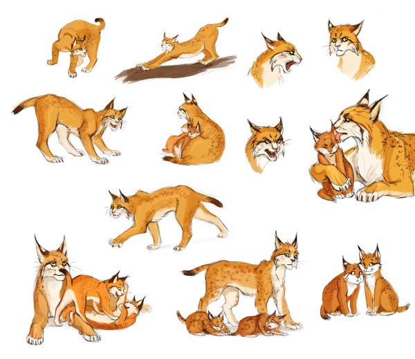 Рысёнок референс