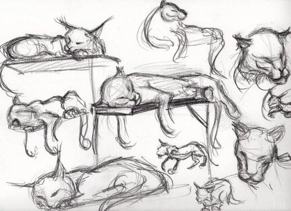 Анатомия каракала для художников