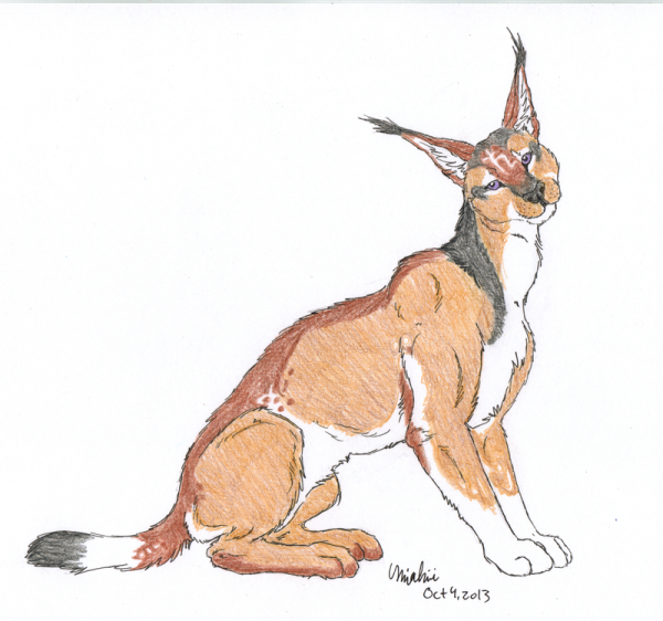 Каракал окрас арт