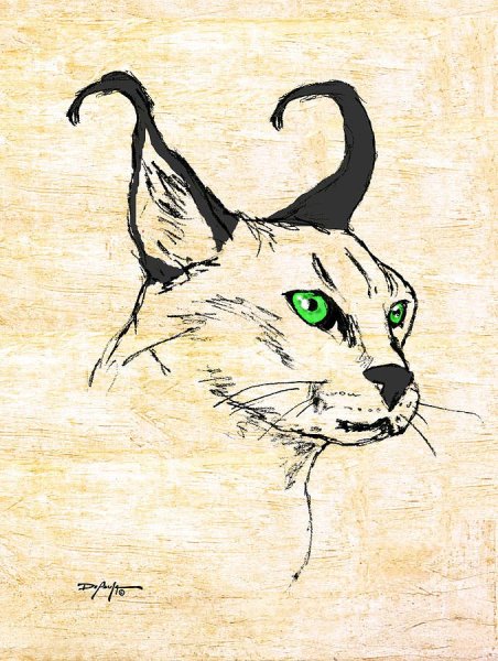 Каракал нарисовать