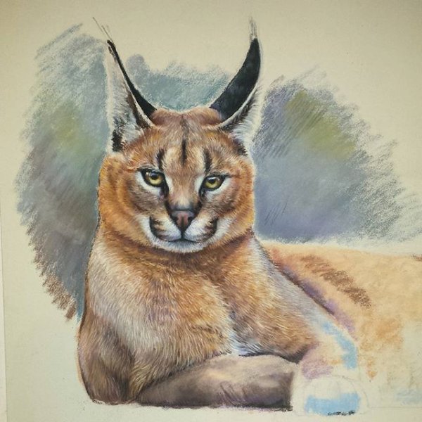 Рысь каракал рисунок