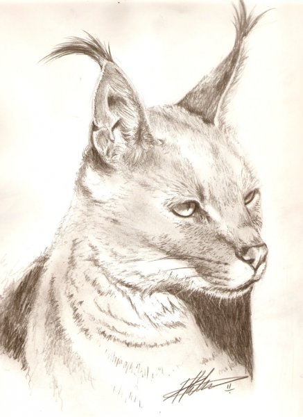 Каракал референс лайн