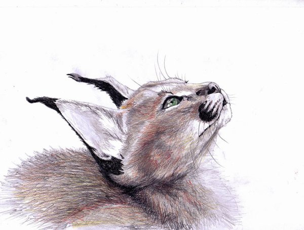 Каракал карандашом