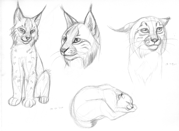 Каракал анатомия