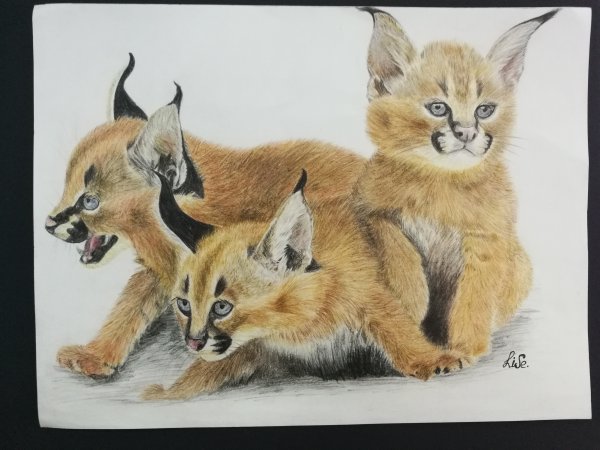 Каракал анатомия