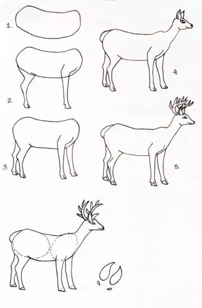 Косуля рисунок