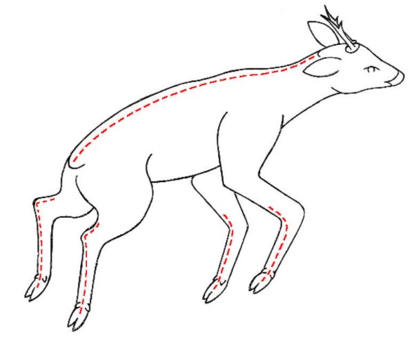 Как нарисовать оленя