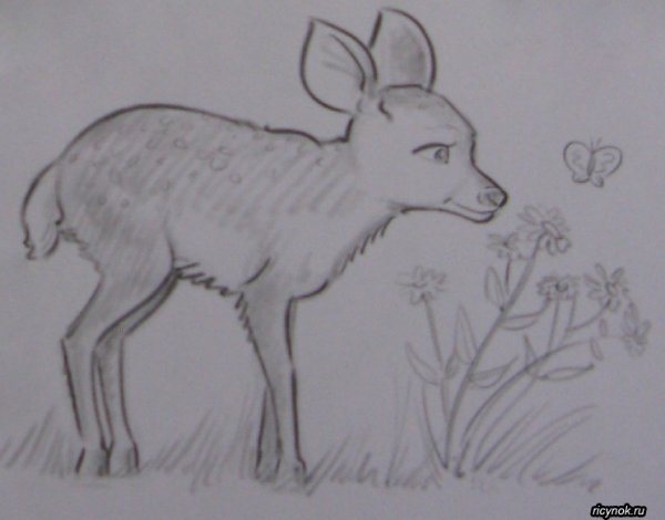 Косуля рисунок карандашом