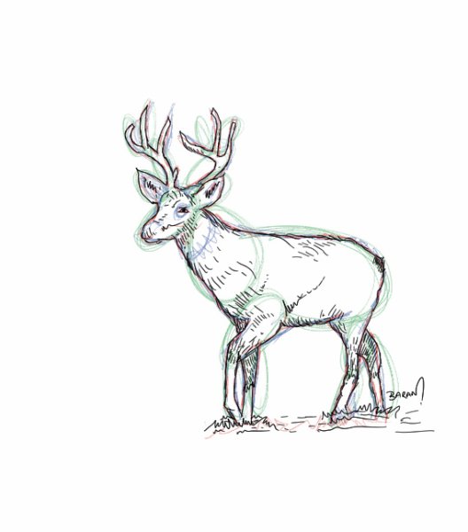 Европейская косуля раскраска