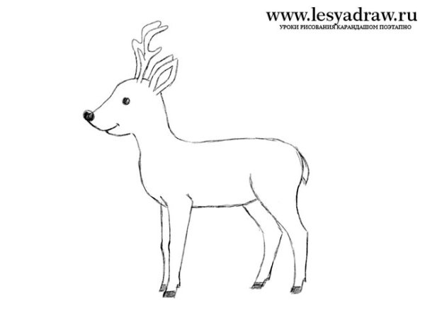 Поэтапное рисование лося