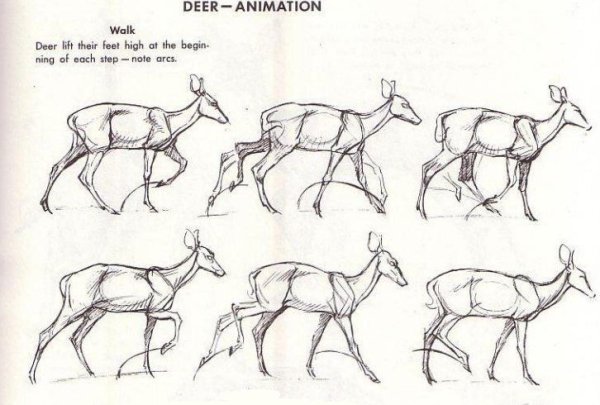 Объёмный рисунок косули