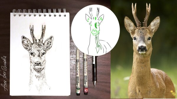 Олень в разных позах