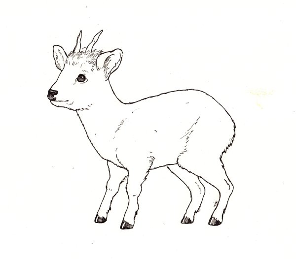 Поэтапное рисование оленя карандашом